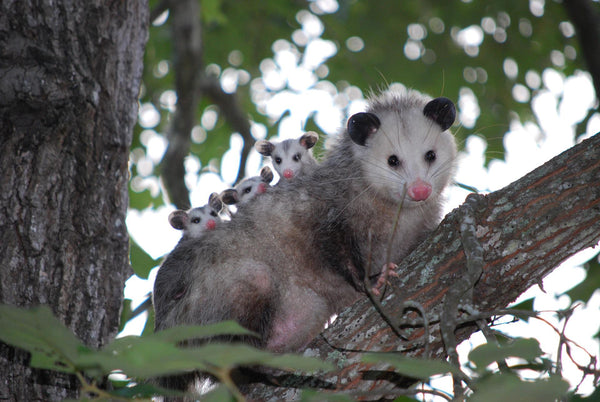 IL NOSTRO LOGO: UN OPOSSUM